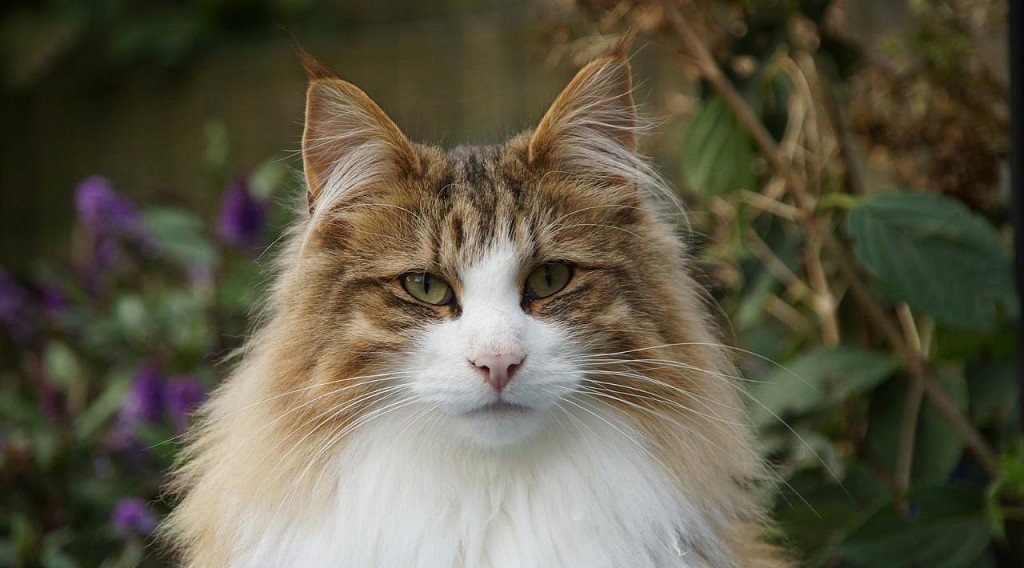 Norwegian Forest Cat Muzzle