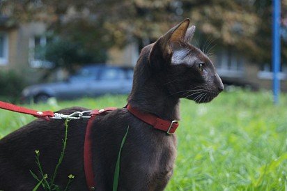 Walking an Oriental cat on a leash