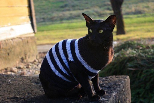 Black Oriental cat