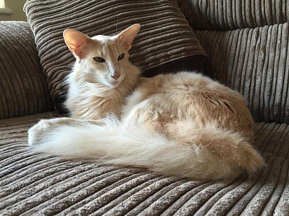 Oriental longhair cat