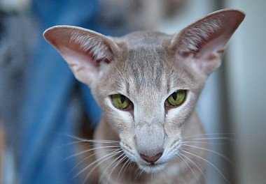 Oriental cat