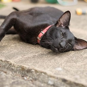 Oriental cat