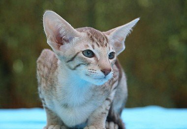 Oriental cat