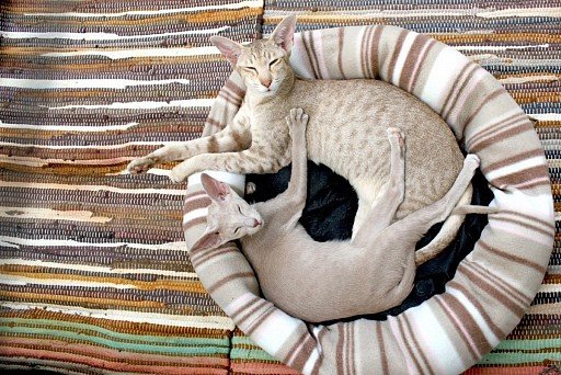 Oriental cat with cat