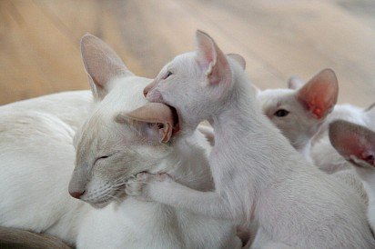 Oriental kittens with mom