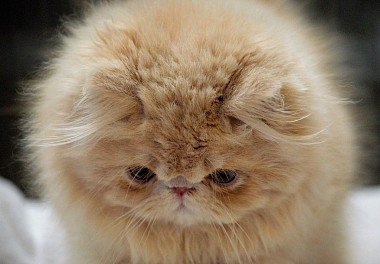 Persian Cat