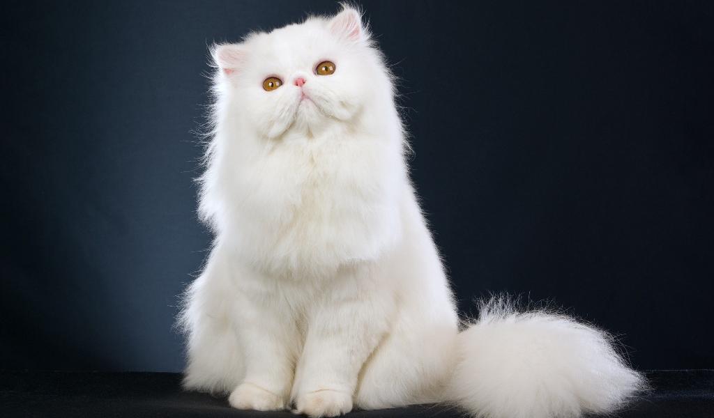 Persian Cat