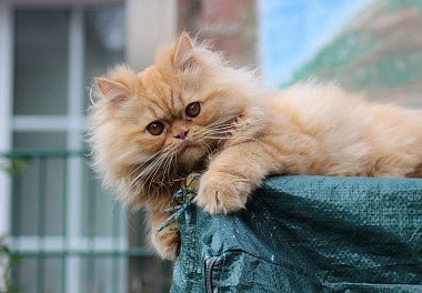 Persian cat