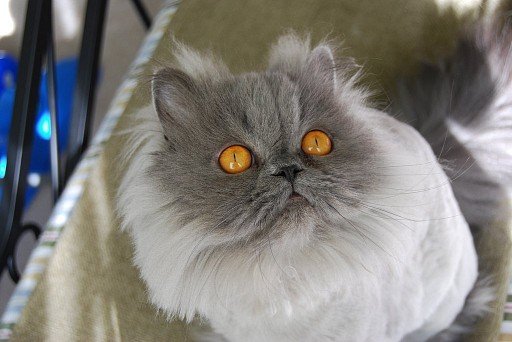 Persian cat