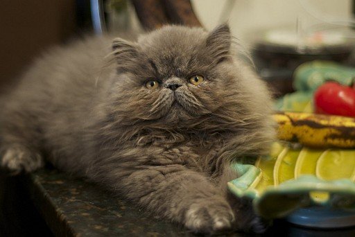 Persian Cat