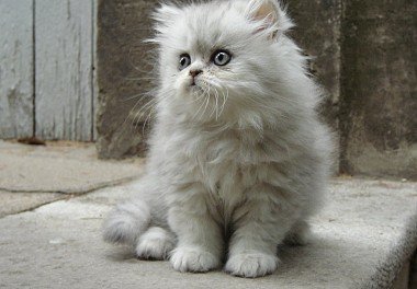 Persian Cat