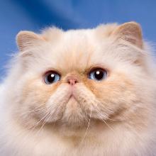 Persian cat