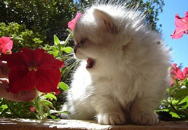 Persian Cat