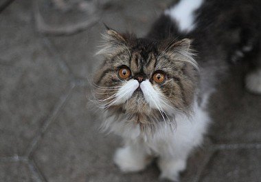 Persian cat