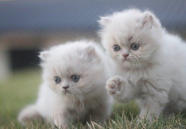 Persian Cat