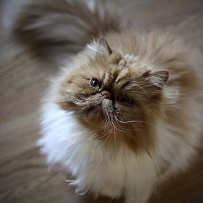 Persian Cat