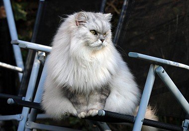 Persian cat