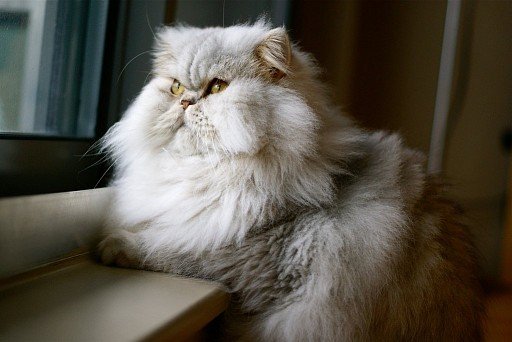 Persian Cat