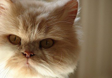 Persian cat