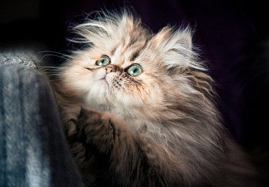 Persian Cat