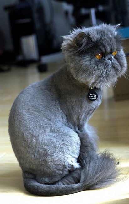 Clipped Persian cat