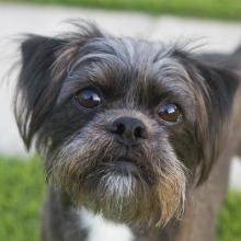 Affenpinscher