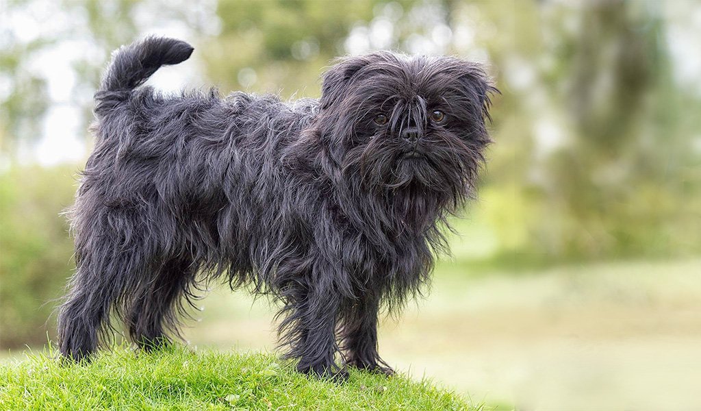 Affenpinscher