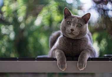 Russian Blue Cat