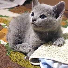 Russian Blue Cat