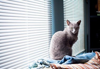 Russian Blue Cat