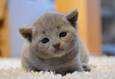 Russian Blue Cat