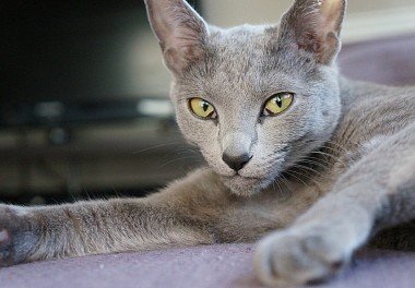 American Type Russian Blue Cat