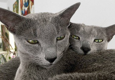 Russian blue cat