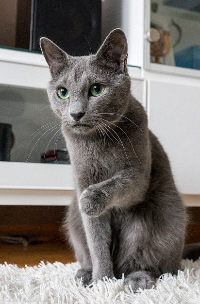 Russian Blue Cat