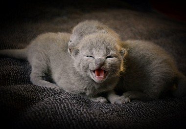 Russian Blue Cat