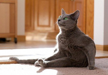 English type of Russian Blue cat