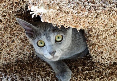 Russian Blue Cat