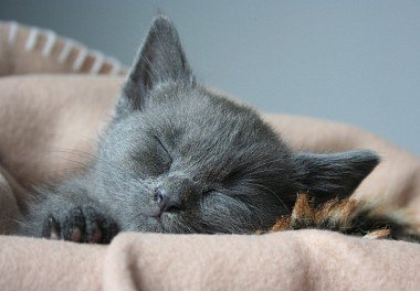 Russian Blue Cat