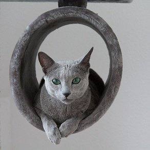 Russian Blue Cat