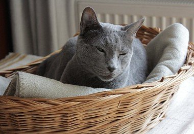 Russian Blue Cat