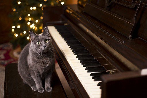 Cat musician