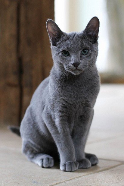 Russian Blue Kitten