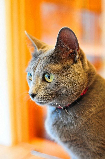 Russian Blue Cat Muzzle