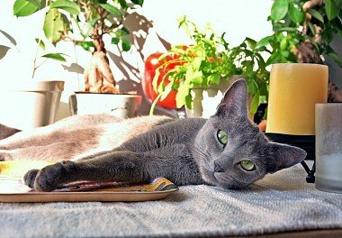 Russian Blue cat