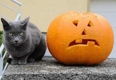 European type of Russian Blue cat