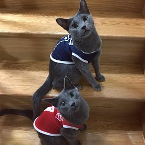 Russian Blue Cat