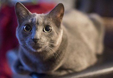 Russian Blue Cat