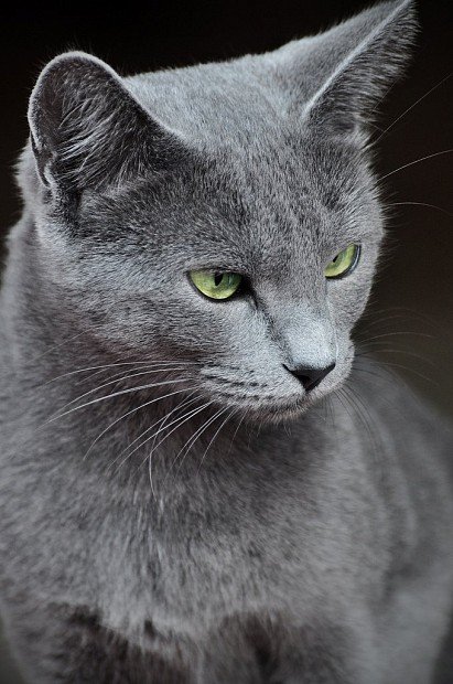 Russian Blue Cat