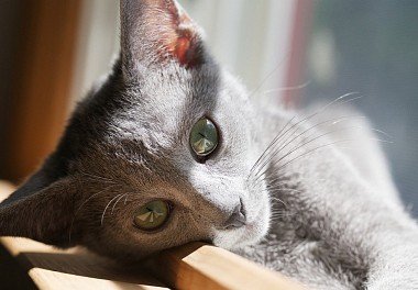 Russian Blue Cat