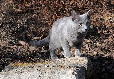 Russian Blue Cat